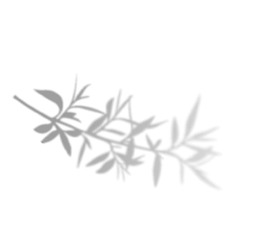 Olive branch background